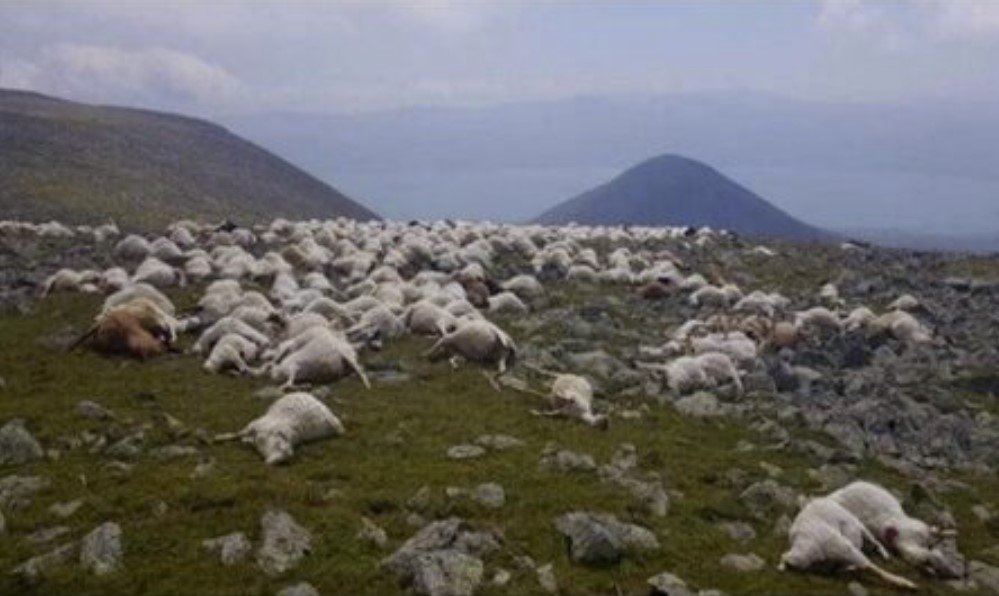 500 овец убито молнией в Грузии, 500 овец убито молнией в Грузии видео, 500 овец убито молнией в Грузии фото