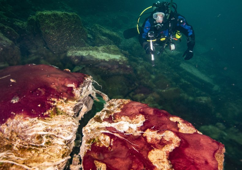 Аквалангист наблюдает за фиолетовыми, белыми и зелеными микробами, покрывающими скалы в воронке на Среднем острове озера Гурон. Предоставлено: Фил Хартмейер, Национальный морской заповедник NOAA в Тандер-Бей.