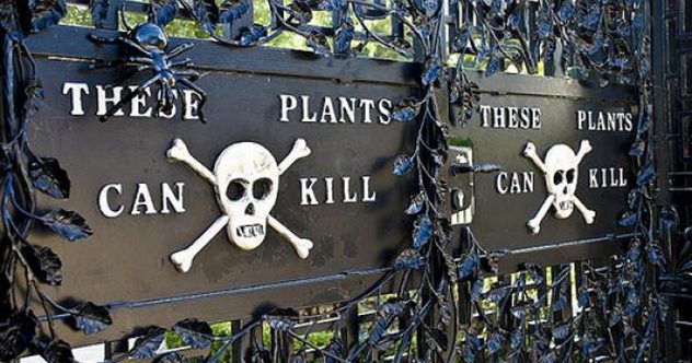 10 примеров химической войны в обычном саду
