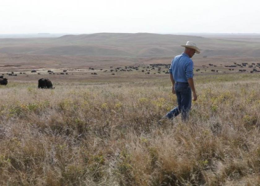 В Северной Дакоте загадочным образом погибли 58 стельных коров