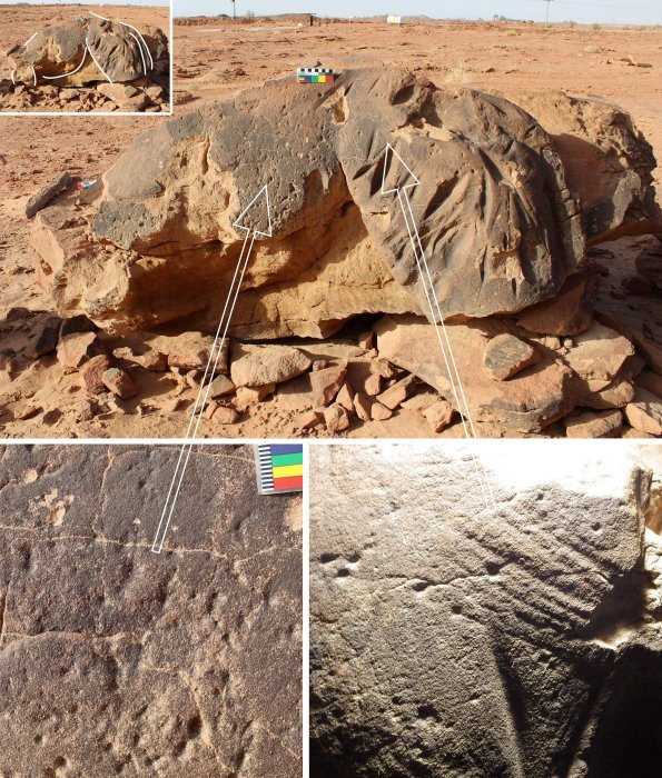Уникальные изображения верблюдов в натуральную величину в Северной Аравии намного старше, чем считалось ранее