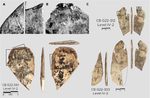 Костяные орудия из ребер животных, найденные в пещере Контрабандье. Предоставлено: Эмили Халлетт и др. / iScience, 2021 г.