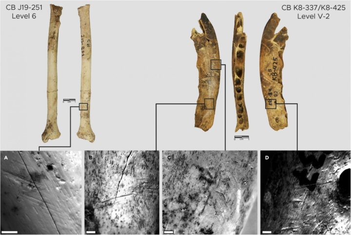 Инструменты, используемые для создания одежды 120 000 лет назад, найденные экспертами 