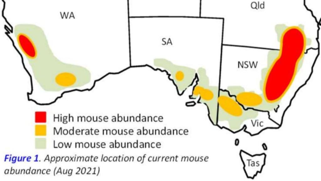 Карта мышиной чумы, карта мышиной чумы Австралии, видео карта мышиной чумы Австралии, карта мышиной чумы Австралии, сентябрь 2021 г.