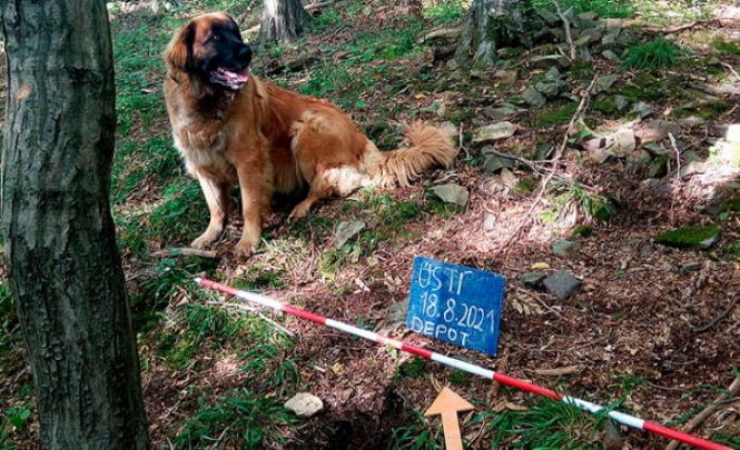 Собака откопала в лесу клад