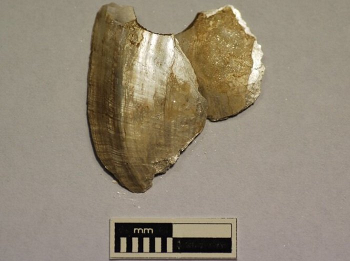 Артефакт из перфорированной ракушки из Мурравонга (Глен Лосси) в нижнем течении реки Мюррей в Южной Австралии. Предоставлено: Университет Флиндерса.