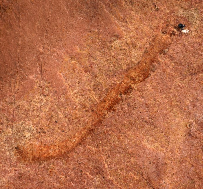 Окаменелости возрастом 500 миллионов лет представляют собой редкое открытие древнего животного в Северной Америке