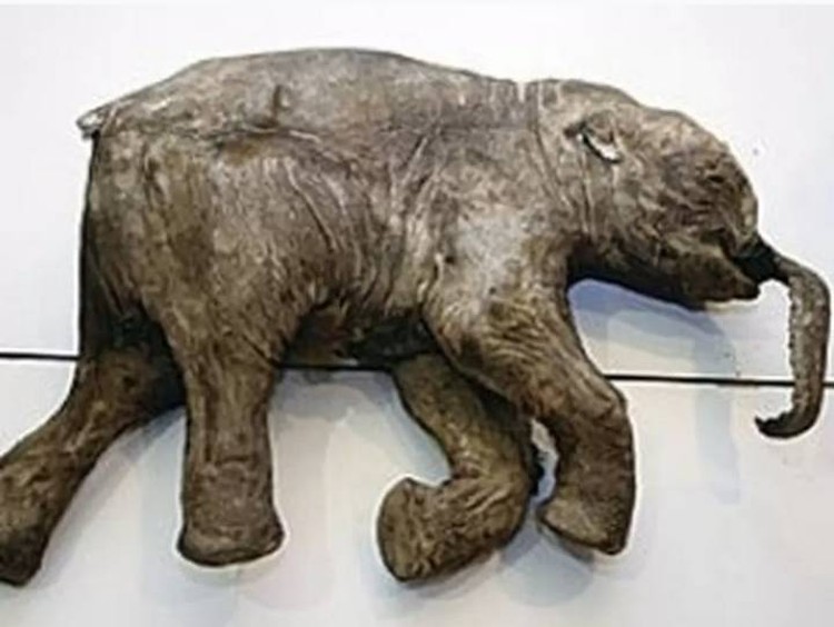 Мамонтенок, умерший от сибирской язвы.