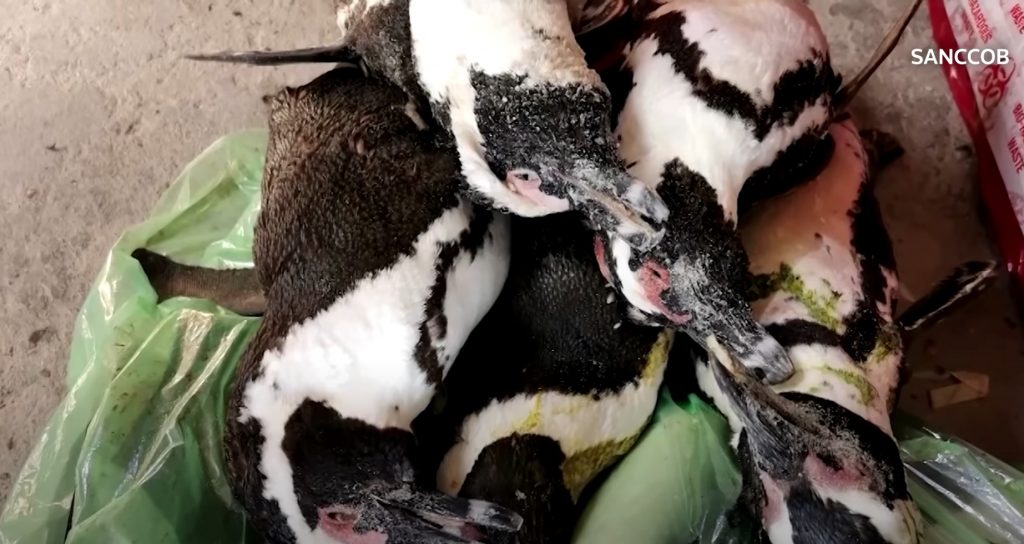 В пятницу утром, 17 сентября 2021 года, 63 африканских пингвина были найдены мертвыми в колонии африканских пингвинов Боулдерс - Саймонстаун.