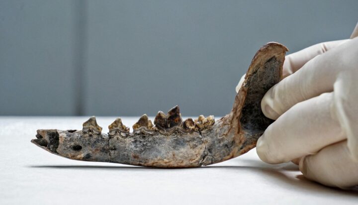 12000-летняя собака остаётся переписать историю присутствия человека в Центральной Америке