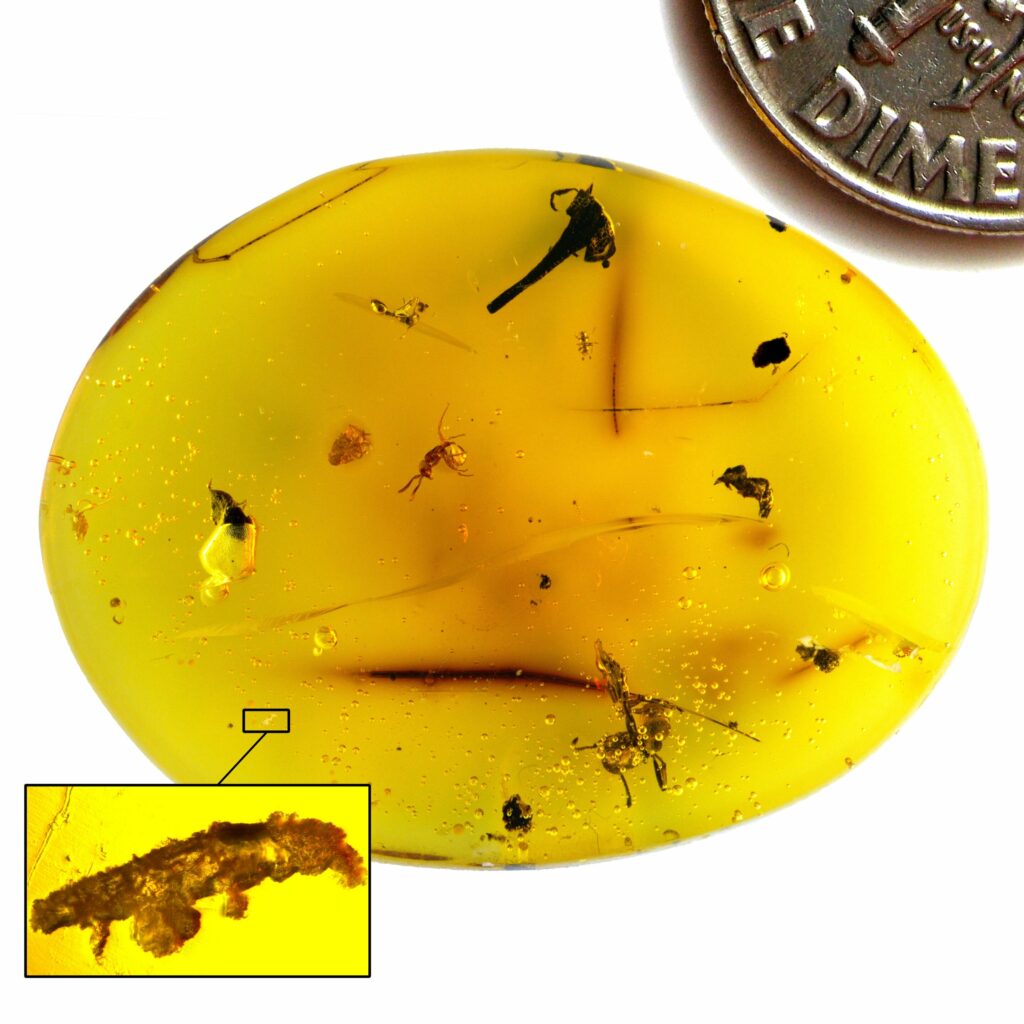 Доминиканский янтарь, содержащий Paradoryphoribius chronocaribbeus, а также трех муравьев, жука и цветок по сравнению с монеткой. Предоставлено: Филлип Барден.