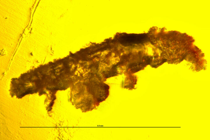 Редкий экземпляр тихоходки найден в янтаре возрастом 16 миллионов лет