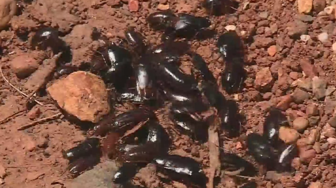 Тараканы вторгаются в Сакраменто после бомбы, нанесенной погодой на прошлых выходных