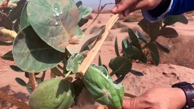 Выжить в пустыне: как итальянец провел в Сахаре 10 дней без воды