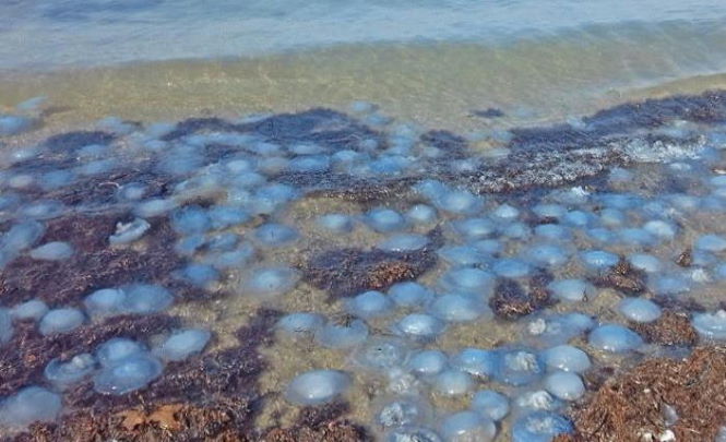 Нашествие медуз превратило Азовское море в желе