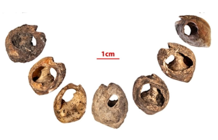 Бусы из ракушек, найденные в пещере, которым 142000 лет, являются старейшим известным доказательством человеческого общения