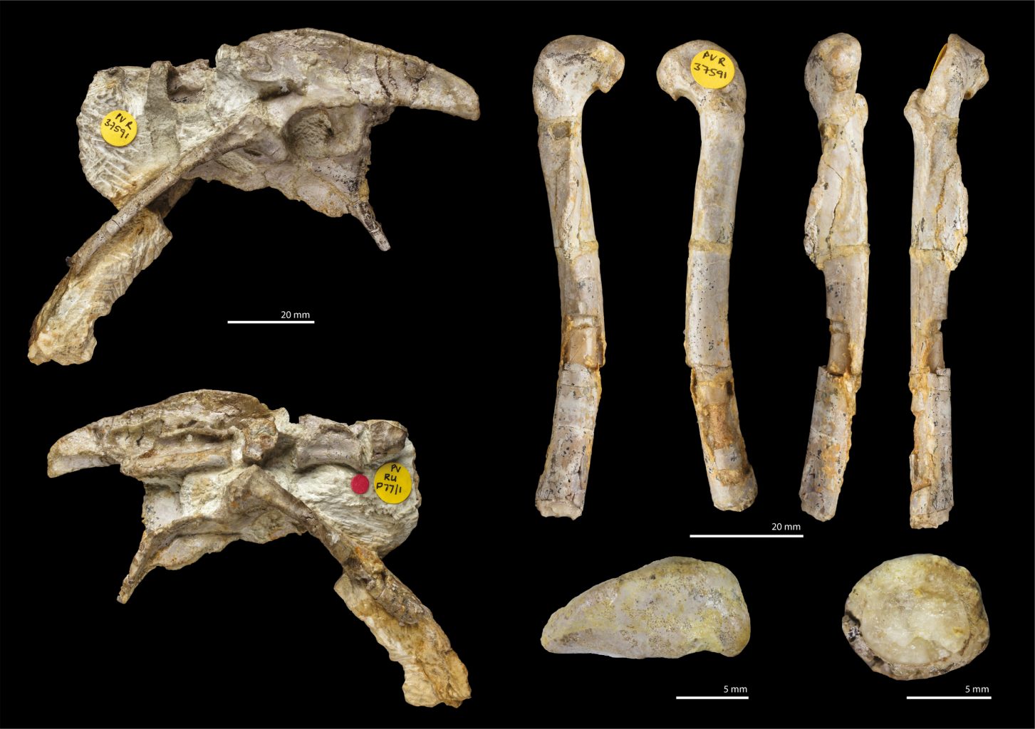 Ископаемые останки "Дракон" динозавров, которых на протяжении десятилетий принимали за другой вид. Предоставлено: Spiekman et al. / Королевское общество «Открытая наука», 2021 г.