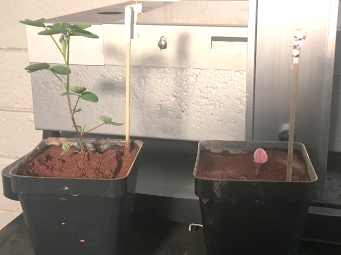 Вот эксперимент, цель которого - найти способ для колонизаторов выращивать растения на Марсе. Оба растения были выращены в искусственной марсианской почве - левое было обработано азотфиксирующими бактериями, а правое - нет. Предоставлено: Государственный университет Колорадо.