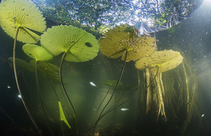 Скрытый мангровый лес на полуострове Юкатан показывает древние уровни моря