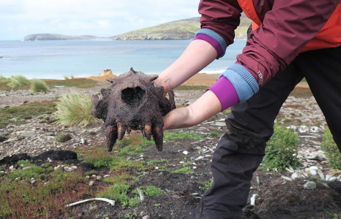 Удивительные свидетельства доисторической деятельности человека на Фолклендских островах – европейцы не были первыми поселенцами