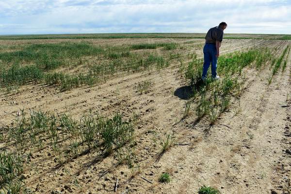 Засуха вынуждает фермеров в Колорадо делать трудный выбор, чтобы выжить