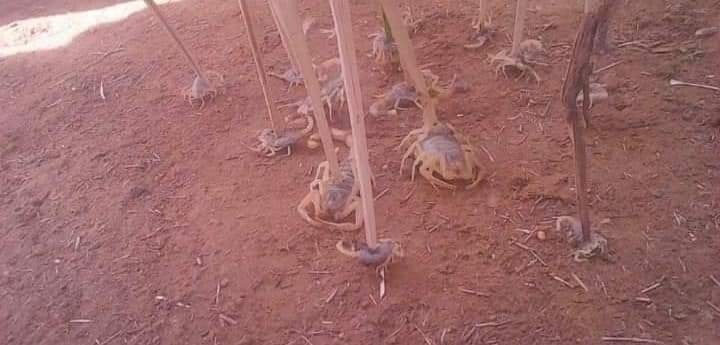 скорпионы вторгаются в Асуан, Египет, после проливного дождя и града