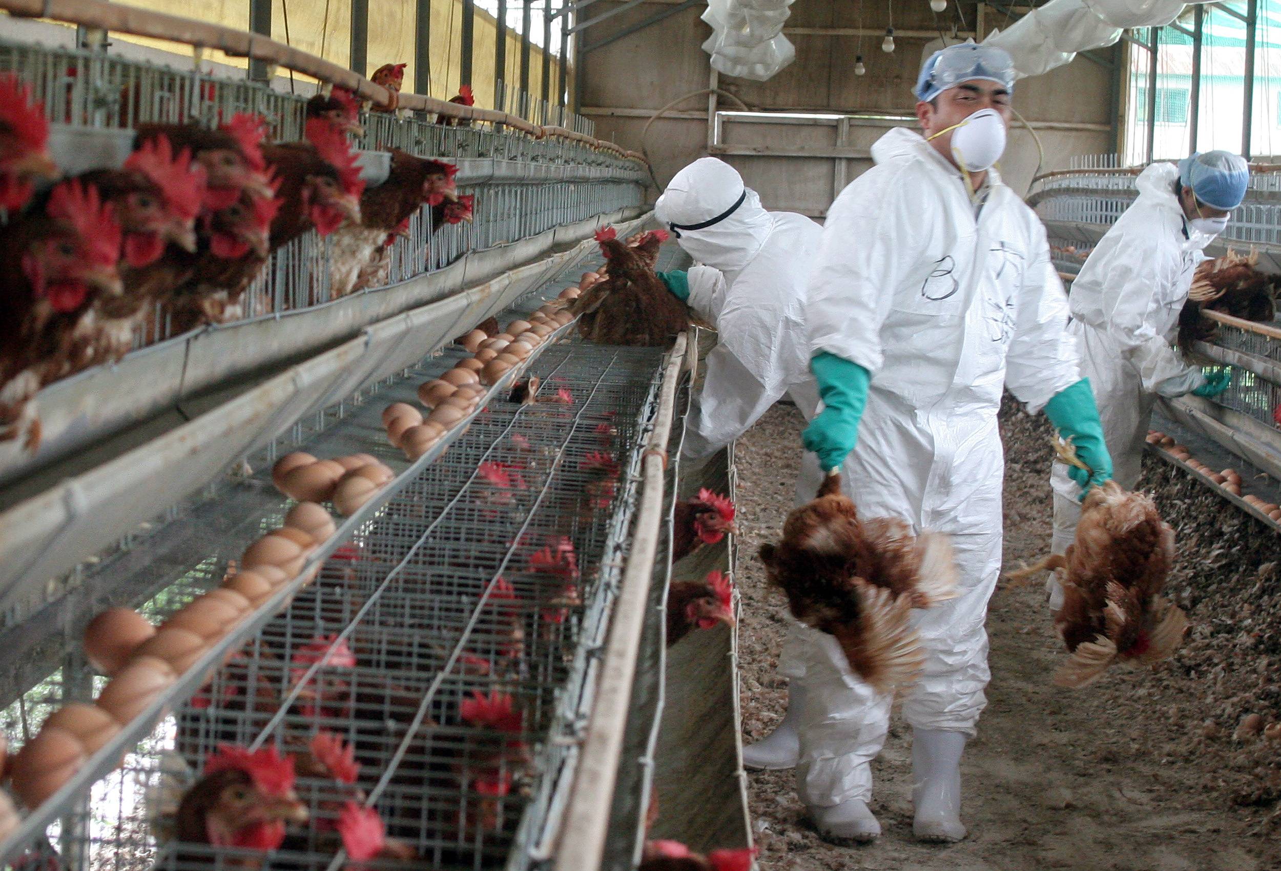 Множественные вспышки птичьего гриппа в Европе, России и Азии
