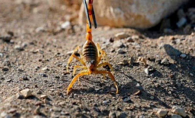 Нашествие скорпионов на Египет