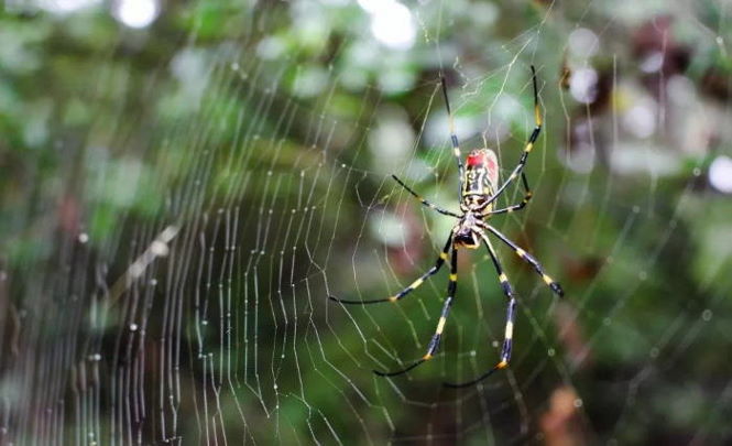 Миллионы гигантских пауков захватили штат Джорджия