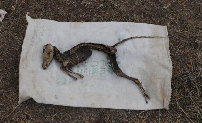 Скелет чупакабры обнаружен на востоке Турции