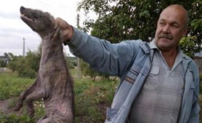 Житель Лепельского района обнаружил чупакабру