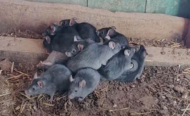 Крысиного короля нашли на ферме в Эстонии