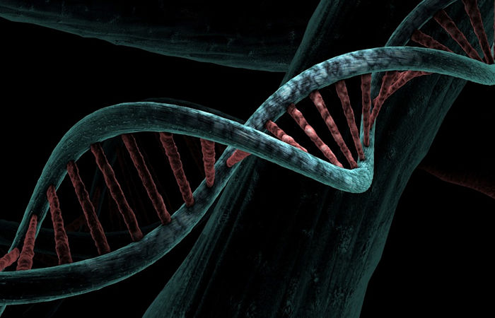 Разрабатывается программа для чтения любой последовательности генома и расшифровки ее генетического кода