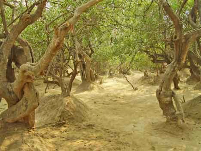 Таинственный лес сокровищ - почему запрещено оставаться в Нидхиване после захода солнца?