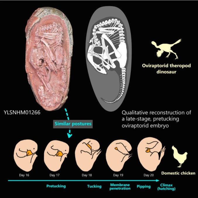 В верхнем ряду показано окаменелое яйцо динозавра с эмбрионом и реконструкция скелета эмбриона. В нижнем ряду показаны этапы развития куриного эмбриона. По мнению авторов, положение ископаемого эмбриона соответствует положению куриного эмбриона на семнадцатый день развития. Предоставлено: Waisum Ma et al. / iScience, 2021 г.