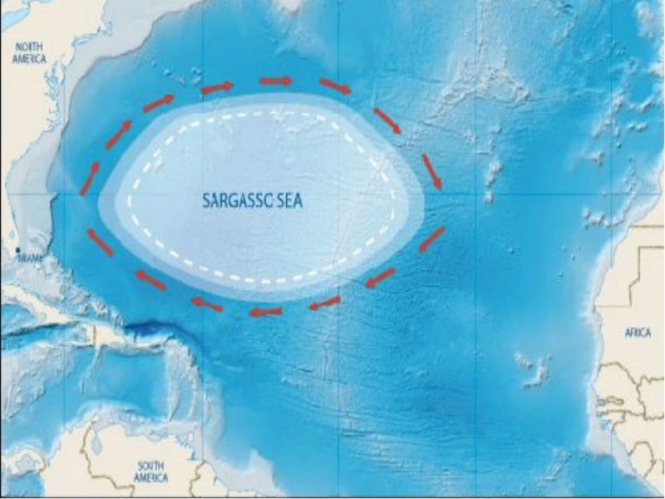 Нет границ, но есть Бермудский треугольник. Интересные факты о Саргассовом море.