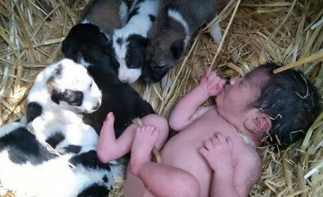 Бродячая собака с щенками спасла брошенную новорожденную