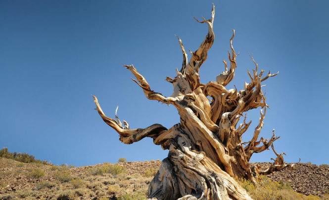 Древнейшие деревья в мире: почему американцы прячут их от туристов