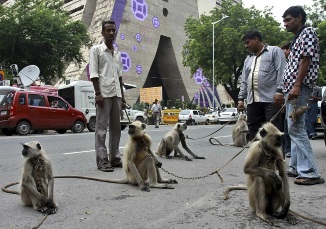 Странные события происходят в Индии. Разгорается война обезьян против людей