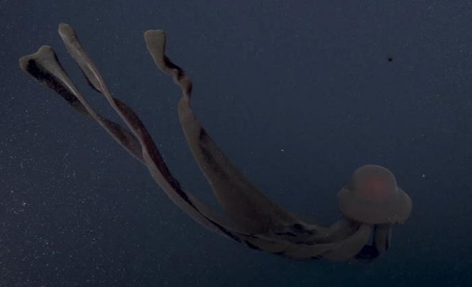 Гигантское морское чудовище заметили у побережья Калифорнии