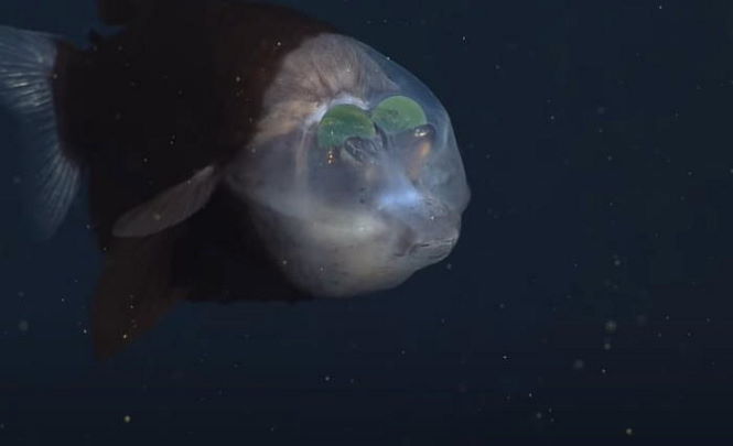 Обнаружили странную рыбу в Тихом океане