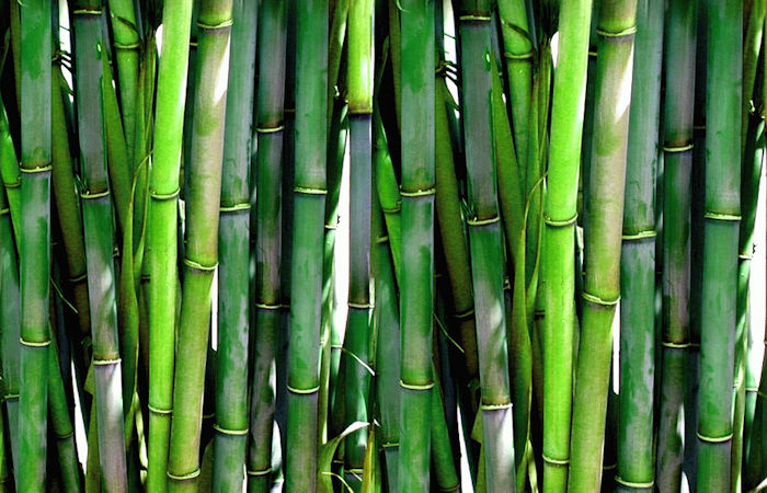 Бамбуковые волокна предлагают прочную, «зеленую» альтернативу производству
