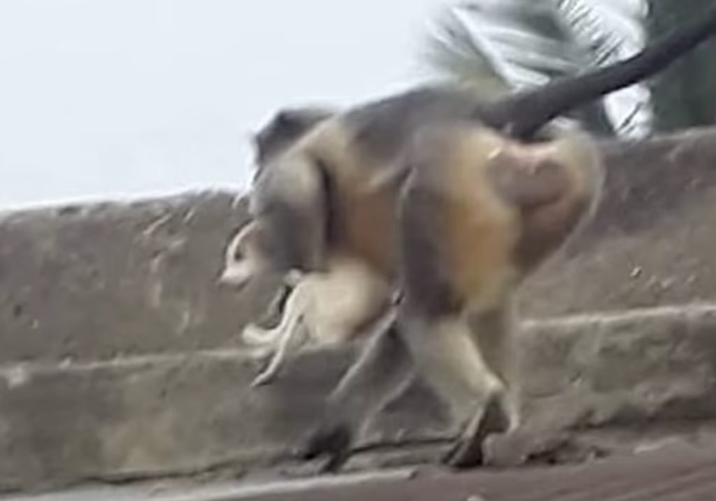 Месть обезьян, 250 собак, убитых разъяренной обезьяной в Индии