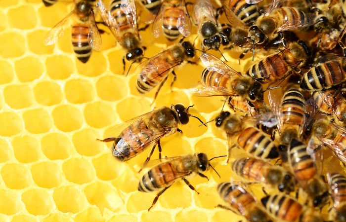 Откуда взялись западные медоносные пчелы? Новое исследование находит золотую середину