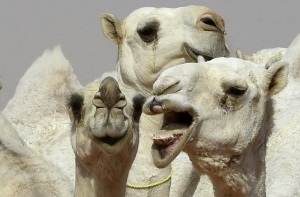 верблюды ботокс подтяжка лица саудовская аравия