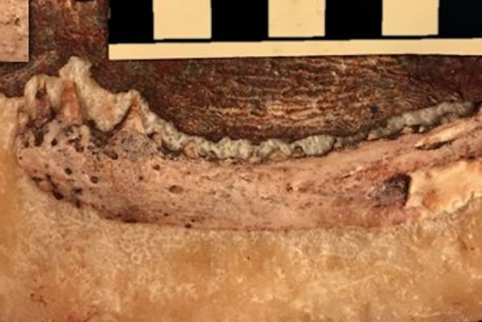 Ученые нашли связь между древними человеческими зубами и вымершей рептилией