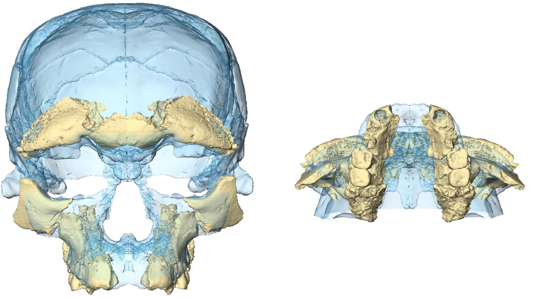 Реконструкция лица найденных фрагментов черепа в Джебель-Ирхуде, Марокко. Предоставлено: Hublin/Ben-Ncer/Bailey/et al./Nature.