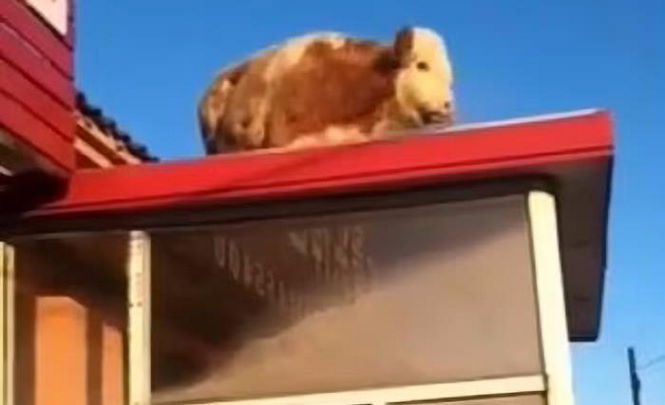 Любопытная корова залезла на крышу