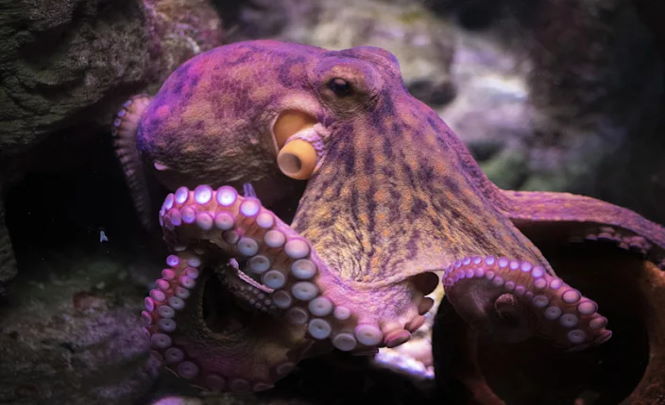 Ученые утверждают, что осьминоги на самом деле являются пришельцами из космоса