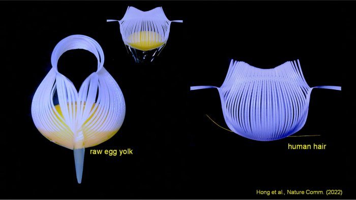 Инженеры-исследователи из Университета штата Северная Каролина продемонстрировали новый тип гибких роботизированных захватов, которые способны поднимать нежные яичные желтки, не ломая их, и достаточно точны, чтобы поднимать человеческий волос. Авторы и права: Цзе Инь, Государственный университет Северной Каролины.